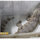 Image for article titled Why China loves crocodile meat